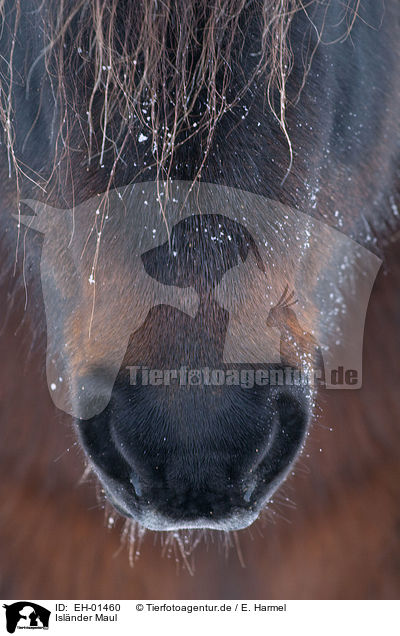 Islnder Maul / Icelandic horse mouth / EH-01460