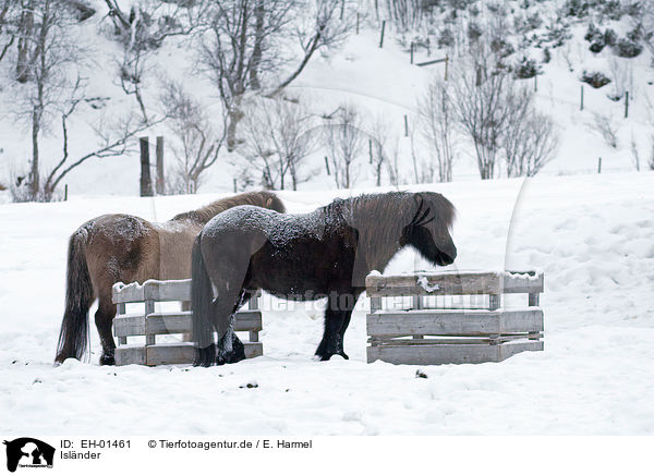 Islnder / Icelandic horses / EH-01461