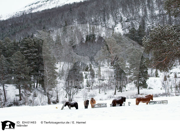 Islnder / Icelandic horses / EH-01463