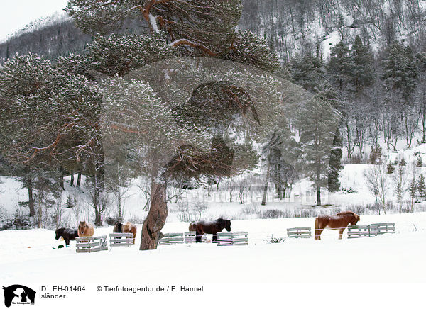 Islnder / Icelandic horses / EH-01464
