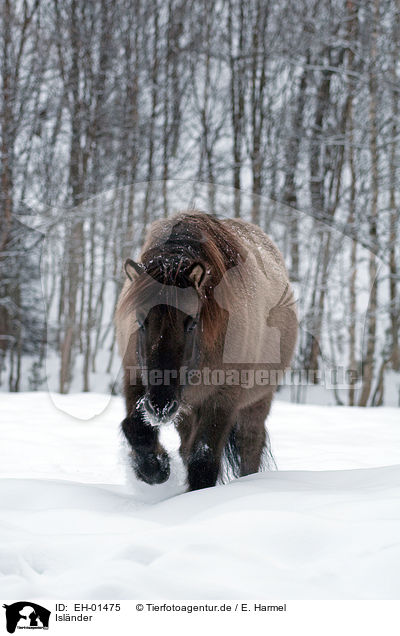 Islnder / Icelandic horse / EH-01475