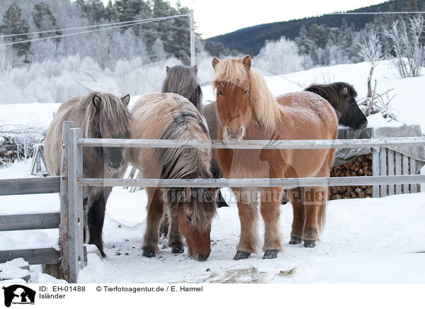 Islnder / Icelandic horses / EH-01488