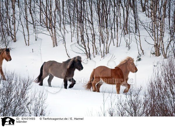 Islnder / Icelandic horses / EH-01493