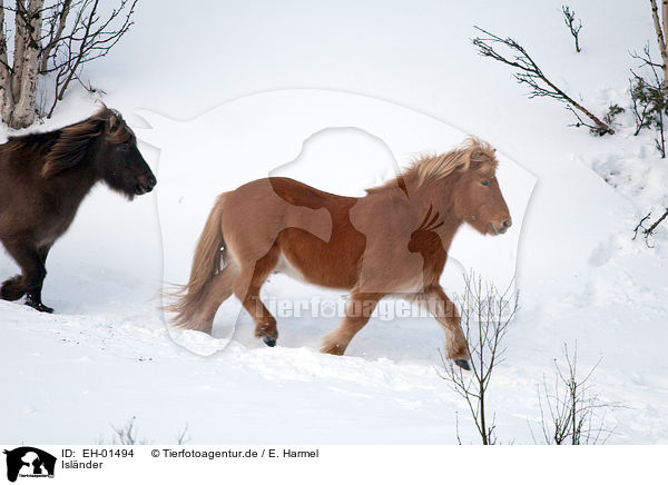 Islnder / Icelandic horses / EH-01494
