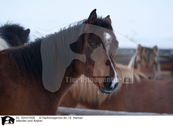 Islnder und Araber / EH-01506