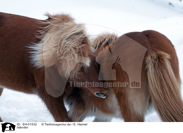 Islnder / Icelandic horses / EH-01532