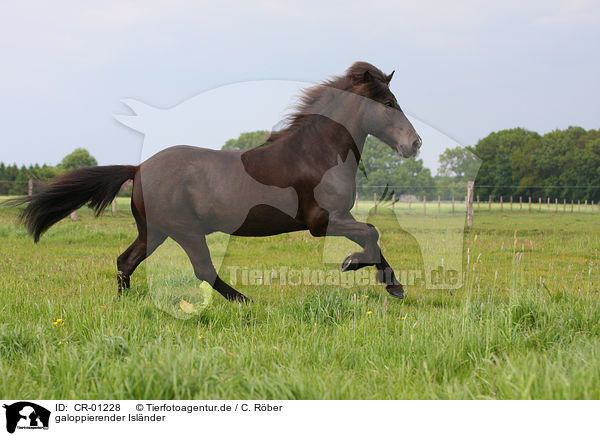 galoppierender Islnder / galloping Icelandic horse / CR-01228