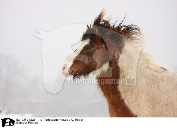 Islnder Portrait / Icelandic horse portrait / CR-01229