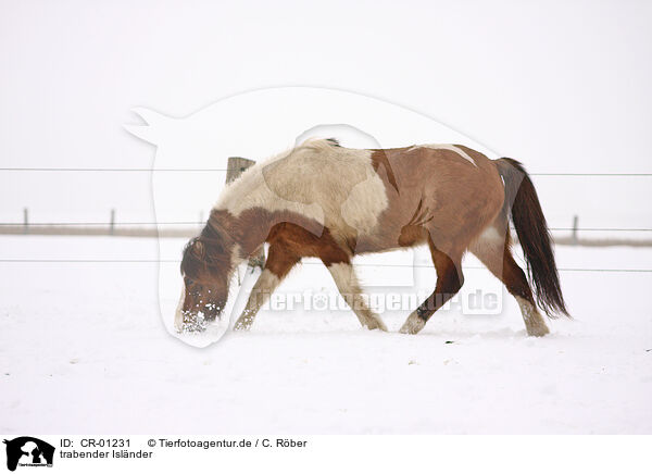 trabender Islnder / trotting Icelandic horse / CR-01231