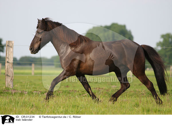 trab Islnder / trabender Icelandic horse / CR-01234