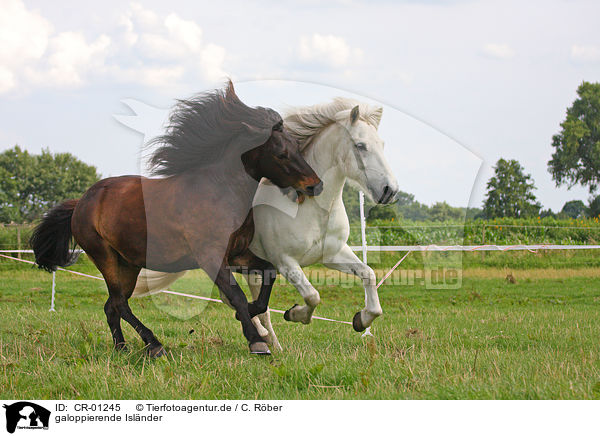 galoppierende Islnder / galloping Icelandic horses / CR-01245