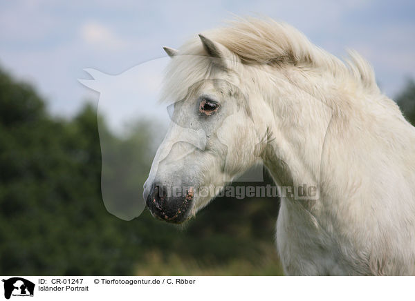Islnder Portrait / Icelandic horse portrait / CR-01247