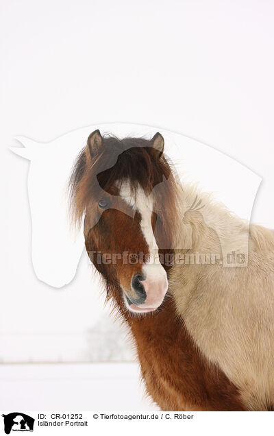 Islnder Portrait / Icelandic horse portrait / CR-01252
