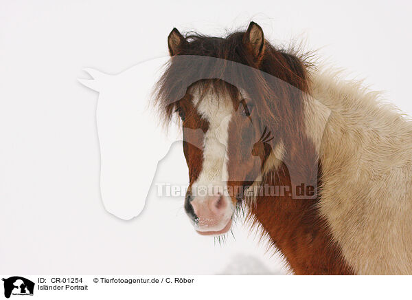 Islnder Portrait / Icelandic horse portrait / CR-01254