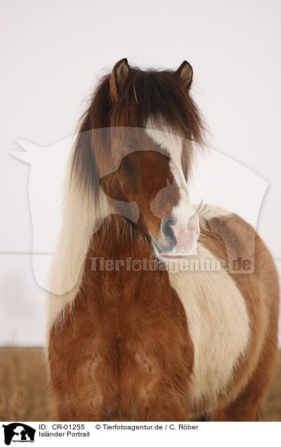 Islnder Portrait / Icelandic horse portrait / CR-01255