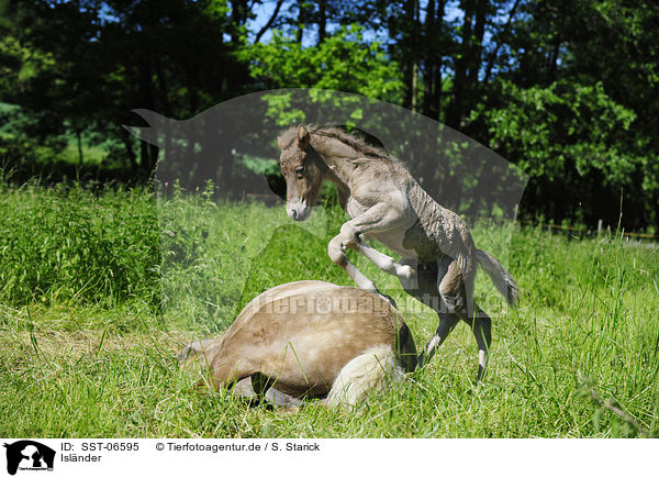 Islnder / Icelandic horses / SST-06595