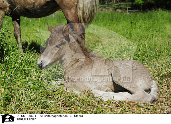 Islnder Fohlen / Icelandic horse foal / SST-06601