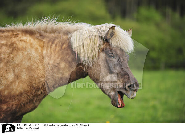 Islnder Portrait / Icelandic horse portrait / SST-06607