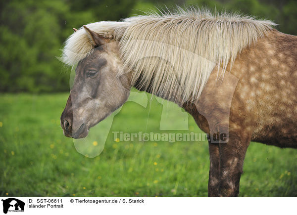 Islnder Portrait / Icelandic horse portrait / SST-06611