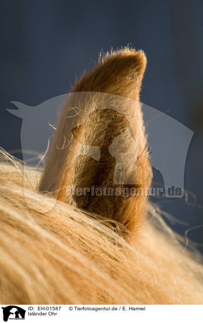 Islnder Ohr / Icelandic horse ear / EH-01587