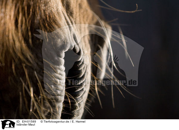 Islnder Maul / Icelandic horse mouth / EH-01589