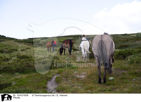 Pferde / horses / EH-01608