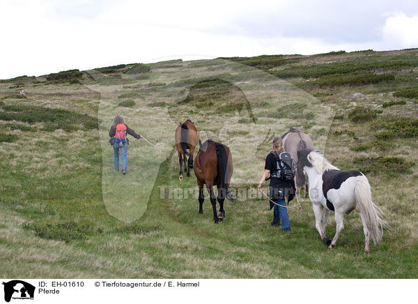 Pferde / horses / EH-01610