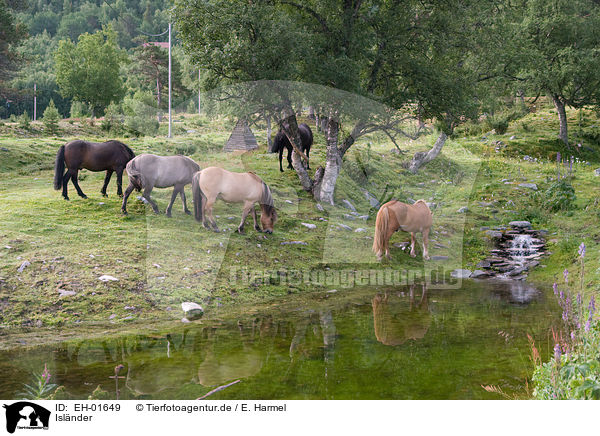 Islnder / Icelandic horses / EH-01649