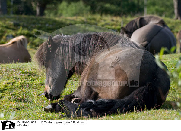 Islnder / Icelandic horses / EH-01653