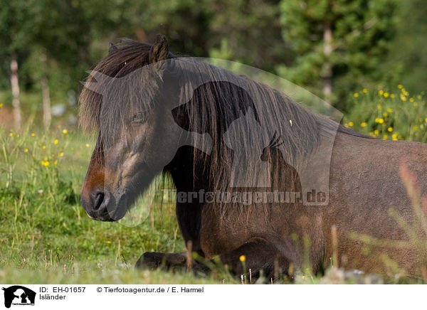 Islnder / Icelandic horse / EH-01657