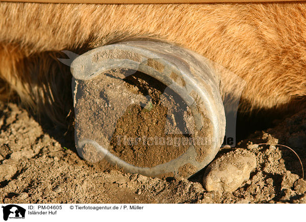 Islnder Huf / Icelandic horse hoof / PM-04605