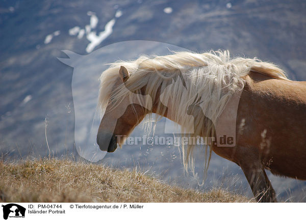 Islnder Portrait / Icelandic horse portrait / PM-04744