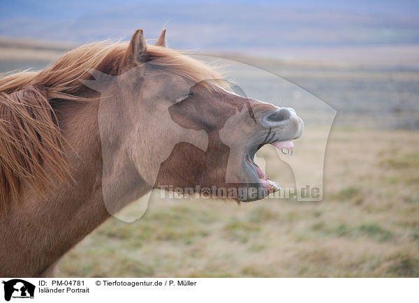 Islnder Portrait / Icelandic horse portrait / PM-04781