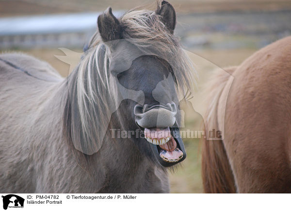 Islnder Portrait / Icelandic horse portrait / PM-04782