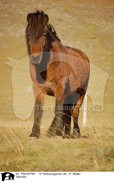 Islnder / Icelandic horse / PM-04786