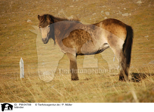 Islnder / Icelandic horse / PM-04788
