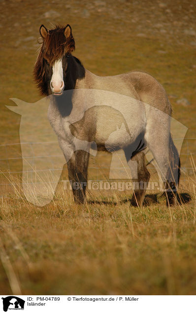 Islnder / Icelandic horse / PM-04789