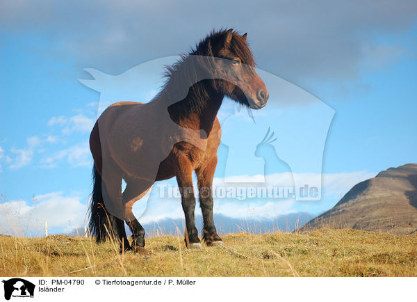 Islnder / Icelandic horse / PM-04790