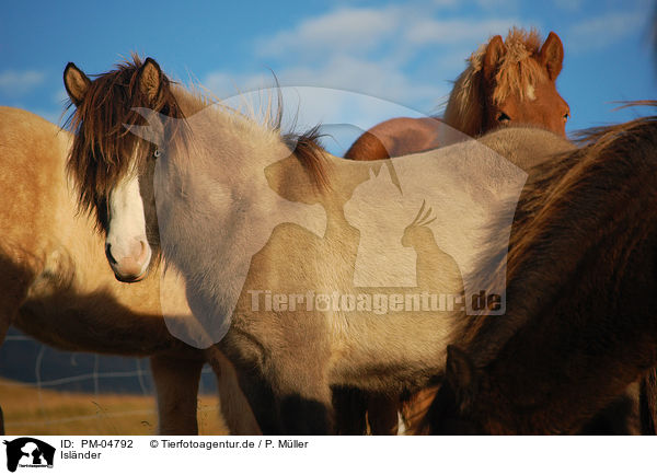 Islnder / Icelandic horses / PM-04792
