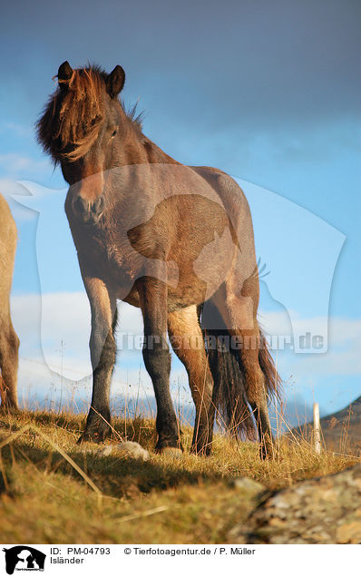 Islnder / Icelandic horse / PM-04793