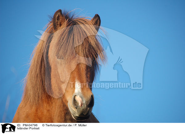Islnder Portrait / Icelandic horse portrait / PM-04796