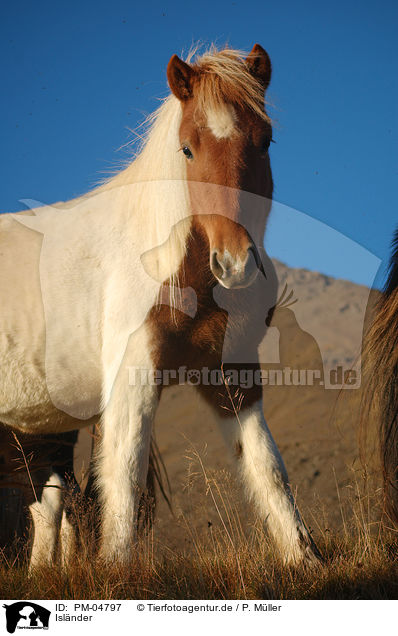Islnder / Icelandic horse / PM-04797