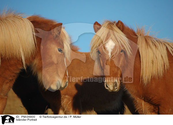 Islnder Portrait / Icelandic horse portrait / PM-04800
