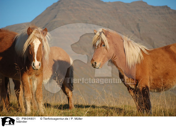 Islnder / Icelandic horses / PM-04801