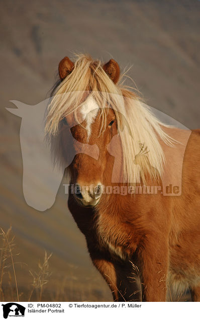 Islnder Portrait / Icelandic horse portrait / PM-04802