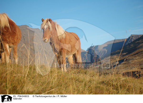 Islnder / Icelandic horses / PM-04803