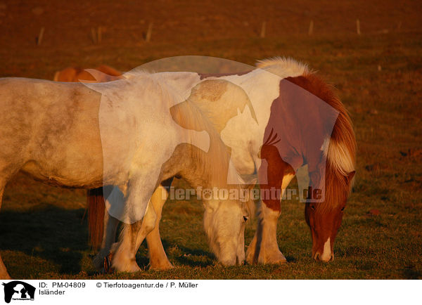 Isl�nder / Icelandic horses / PM-04809