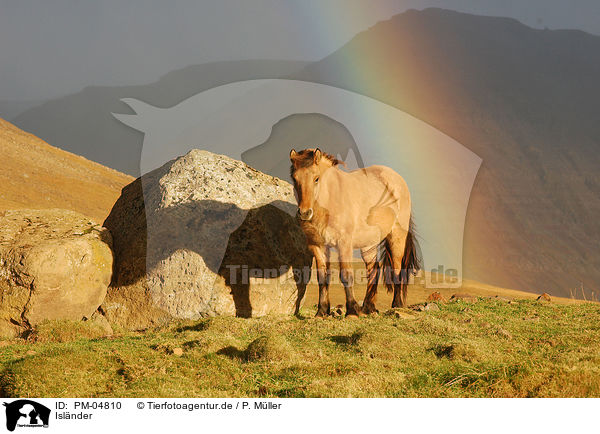 Islnder / Icelandic horses / PM-04810