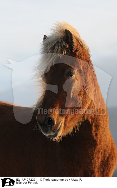 Islnder Portrait / Icelandic horse portrait / AP-07225