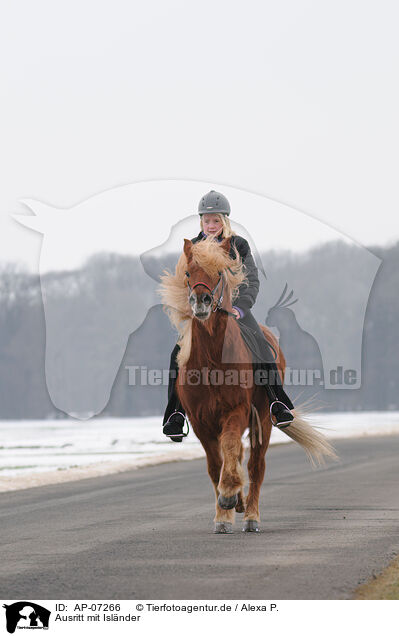Ausritt mit Islnder / riding an Icelandic horse / AP-07266